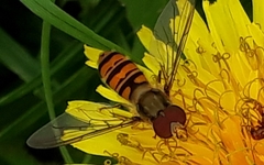 Episyrphus balteatus