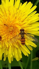 Episyrphus balteatus