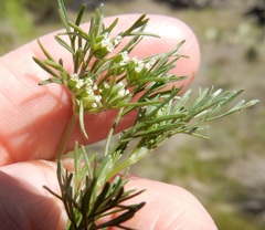 Ammoselinum popei