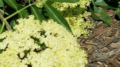 Apis mellifera
