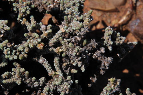 Caroxylon tuberculatum (Caroxylon tuberculatum)