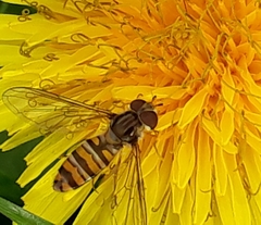Episyrphus balteatus