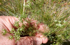 Ammoselinum popei