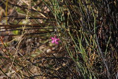 Dianthus bolusii
