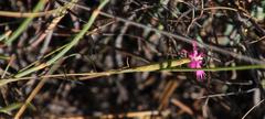 Dianthus bolusii