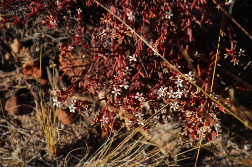 Crassula pustulata