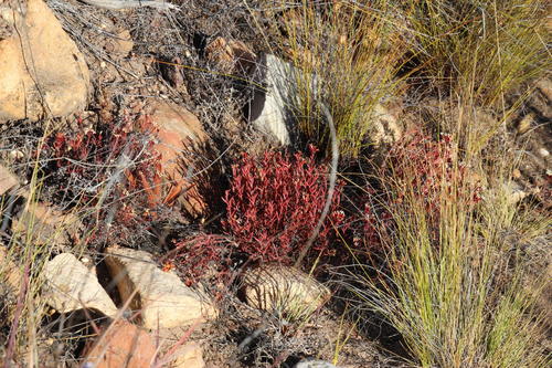 Crassula pustulata