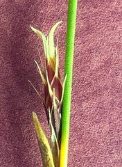 Hypodiscus aristatus