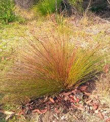 Hypodiscus aristatus