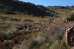Erica verecunda