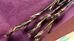 Hypodiscus aristatus