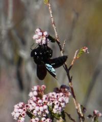 Erica verecunda