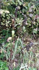 Campanula trachelium