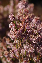 Erica verecunda