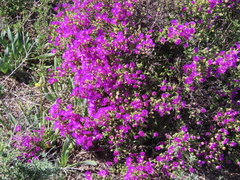 Drosanthemum fourcadei