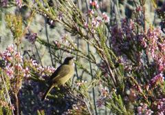 Erica verecunda