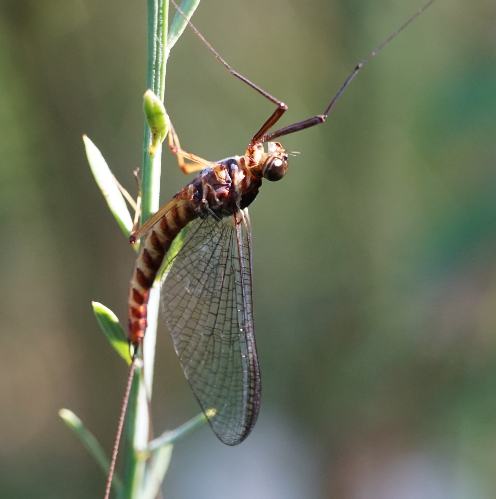 Sepia Dun (Leptophlebia marginata)  iNaturalist