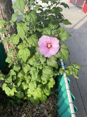 Hibiscus