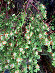 Erica glumiflora