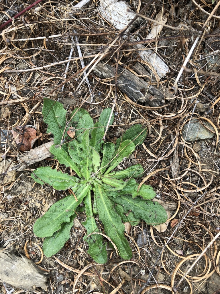 Common Cat's-ear from The Presidio, San Francisco, CA, US on September ...