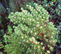 Erica glumiflora