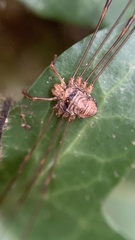 Dicranopalpus ramosus