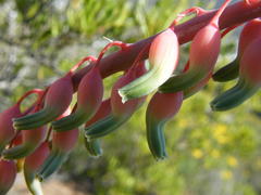 Gasteria disticha disticha