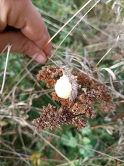 Araneus quadratus