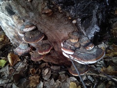 Fomitopsis pinicola