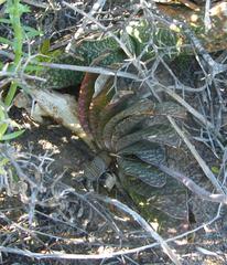 Gasteria disticha disticha