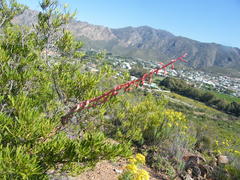 Gasteria disticha disticha