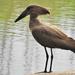 Common Hamerkop - Photo (c) Peter Vos, some rights reserved (CC BY-NC)