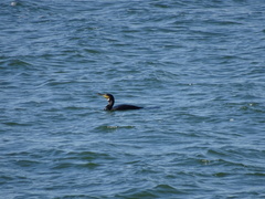Phalacrocorax carbo