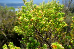 Erica glumiflora