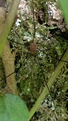 Leiobunum blackwalli