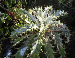Berkheya francisci