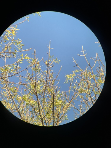 Myrtle Warbler photographed in Wisconsin