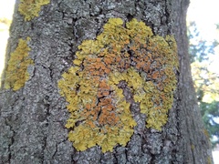 Xanthoria parietina