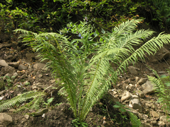 Oreopteris limbosperma