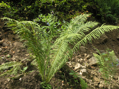 Oreopteris limbosperma