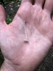 Mycena stylobates