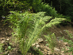 Oreopteris limbosperma