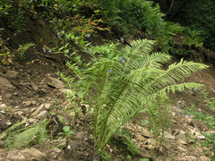 Oreopteris limbosperma