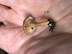 Lactarius occidentalis