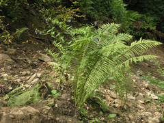 Oreopteris limbosperma