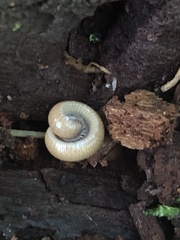 Polyzoniidae