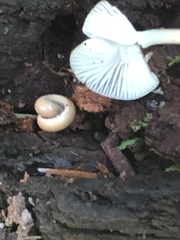 Polyzoniidae