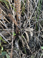Plantago subnuda