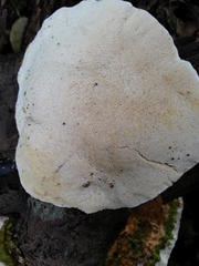Trametes meyenii