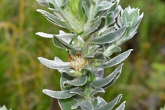 Xiphotheca fruticosa